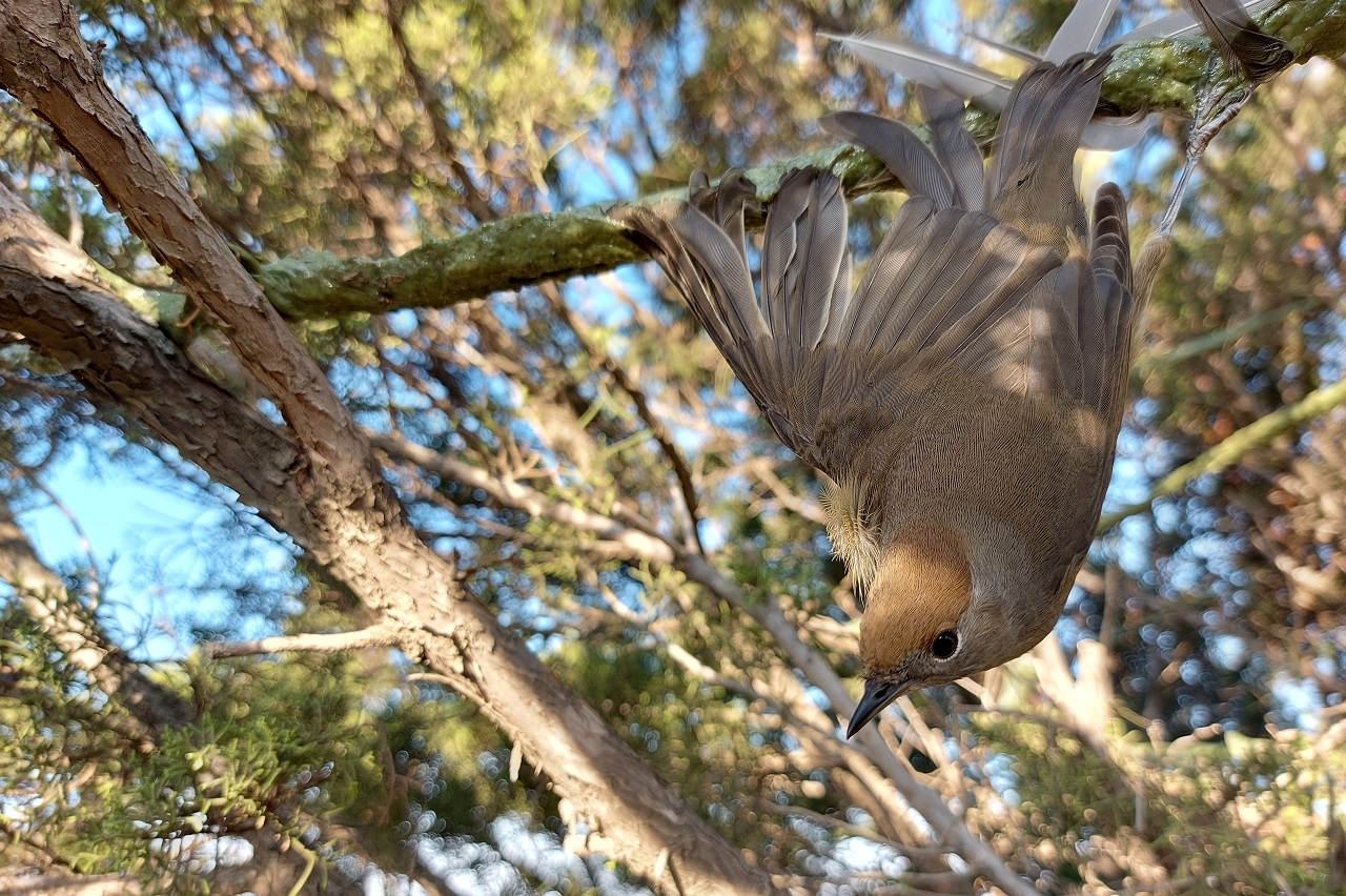 Third Cyprus Autumn Bird Protection Camp Report 2022 - Bild 2